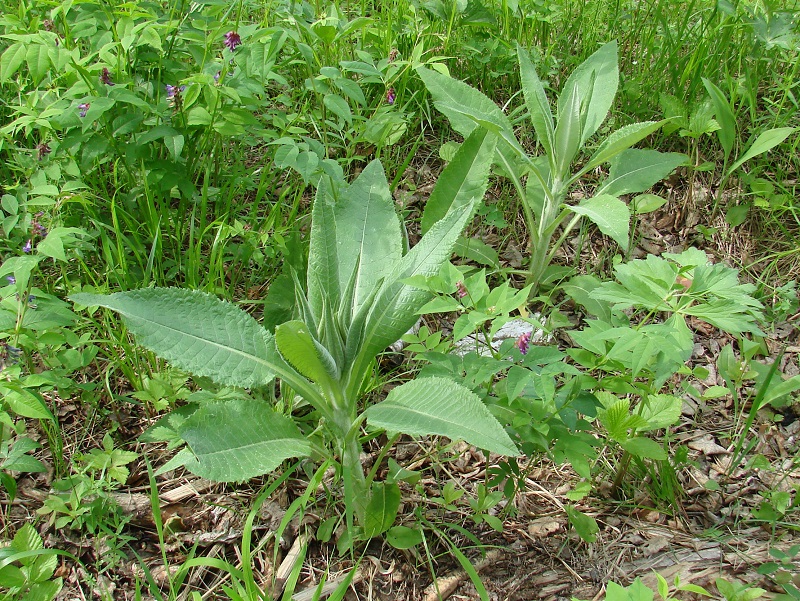 Image of Cirsium helenioides specimen.