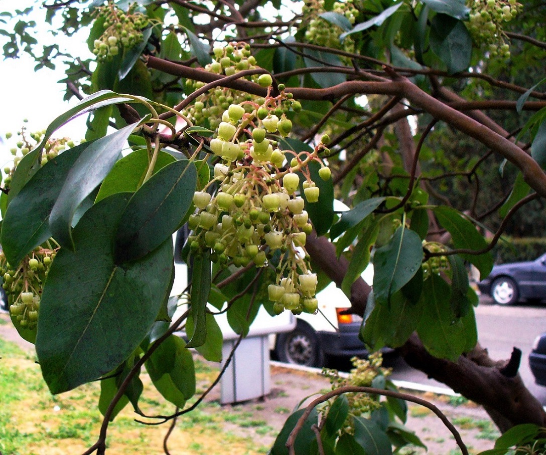 Изображение особи Arbutus andrachne.