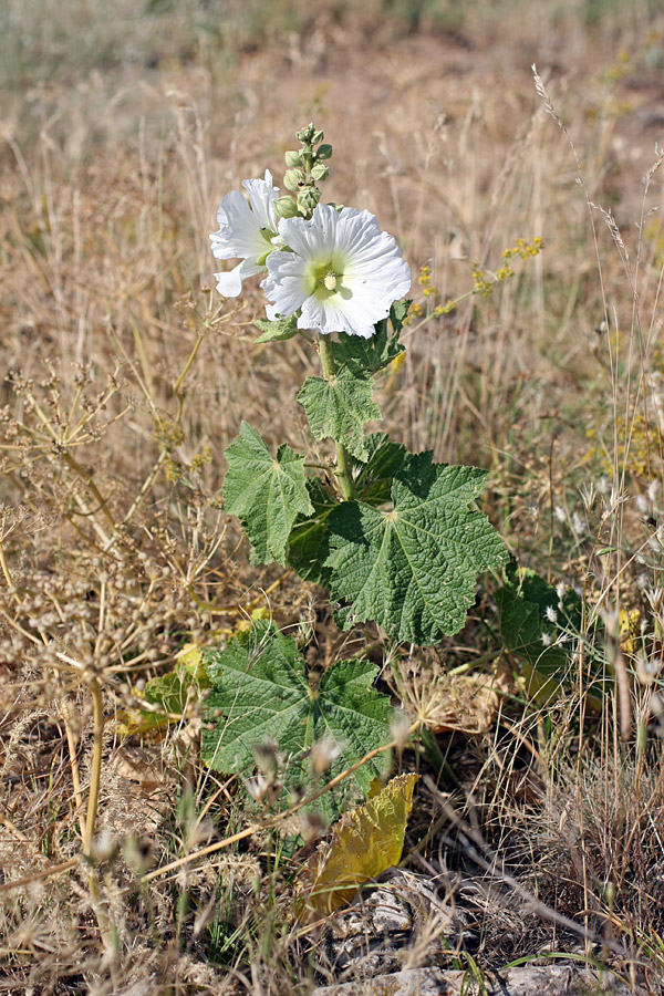 Изображение особи Alcea nudiflora.