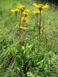 Arnica montana