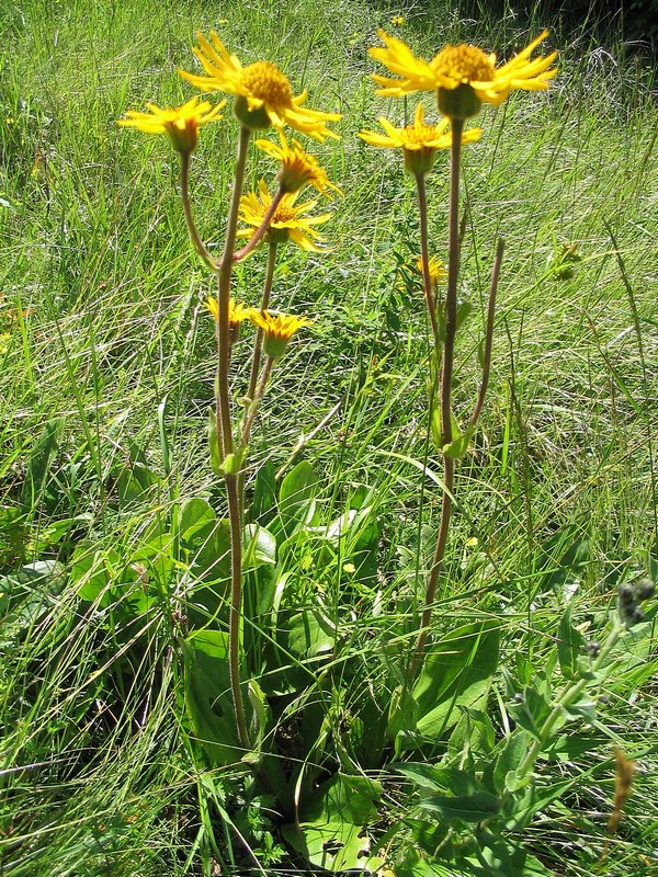 Image of Arnica montana specimen.