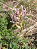 Astragalus brachycarpus. Cоцветие. Армения, Вайоц Дзор, окр. монастыря Спитакавор. 02.05.2013.