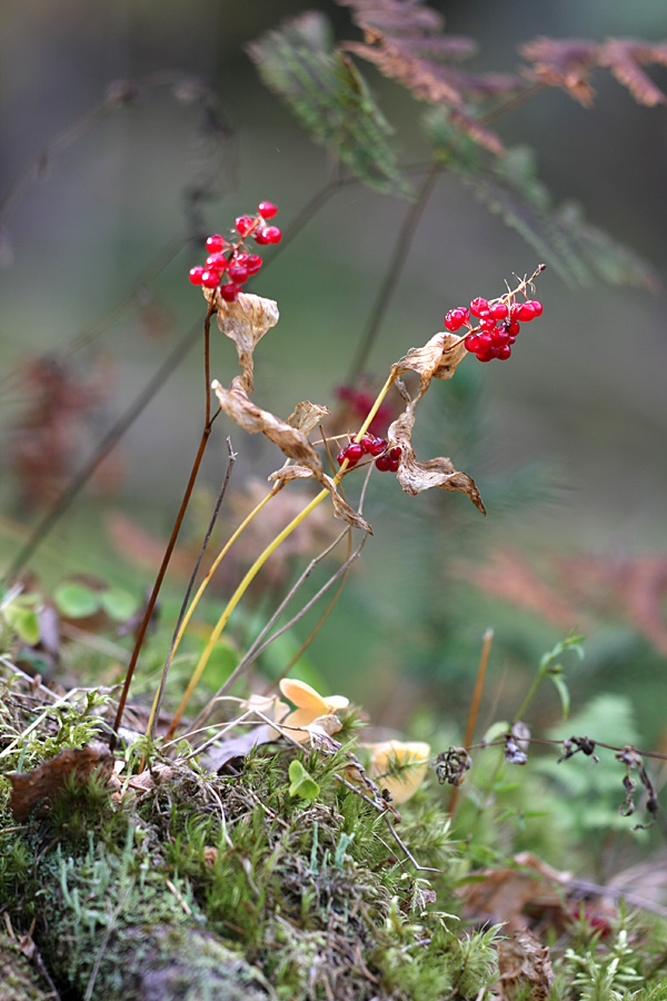 Image of Maianthemum bifolium specimen.