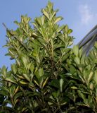 Euonymus japonicus. Верхняя часть кроны ('Aureovariegata'). Германия, г. Дюссельдорф, Ботанический сад университета. 02.03.2014.