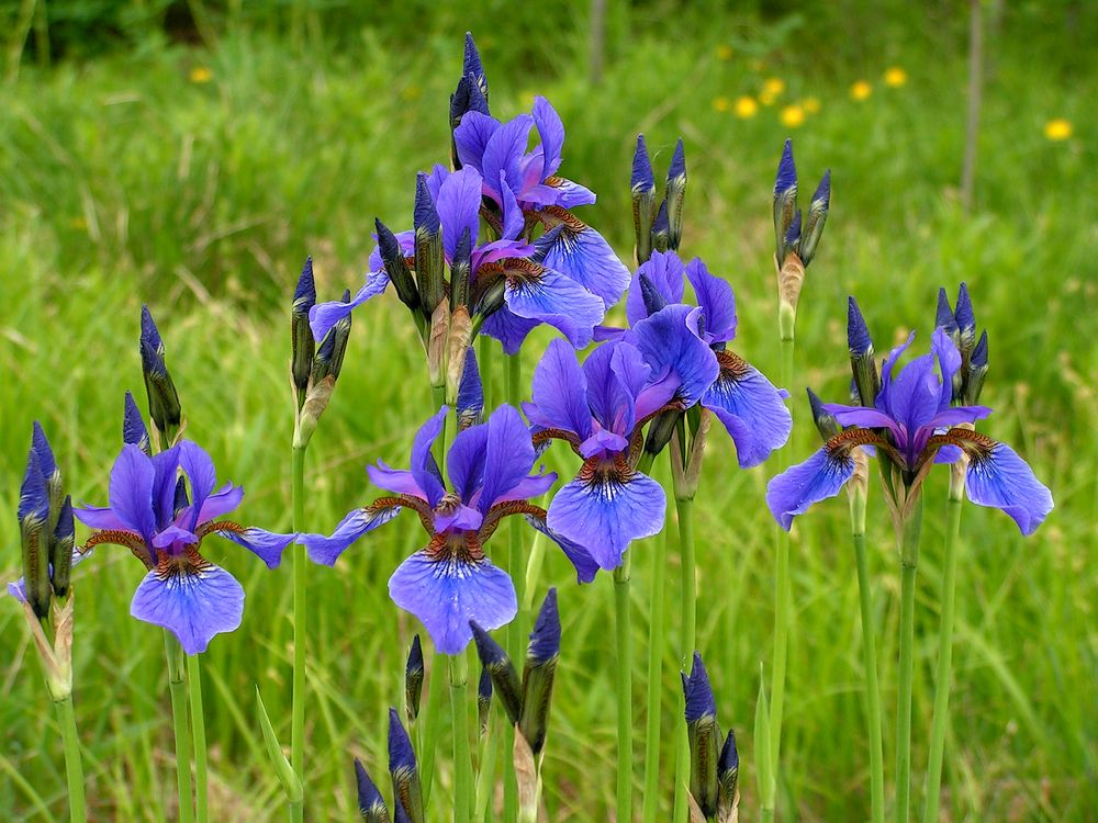 Image of Iris sanguinea specimen.