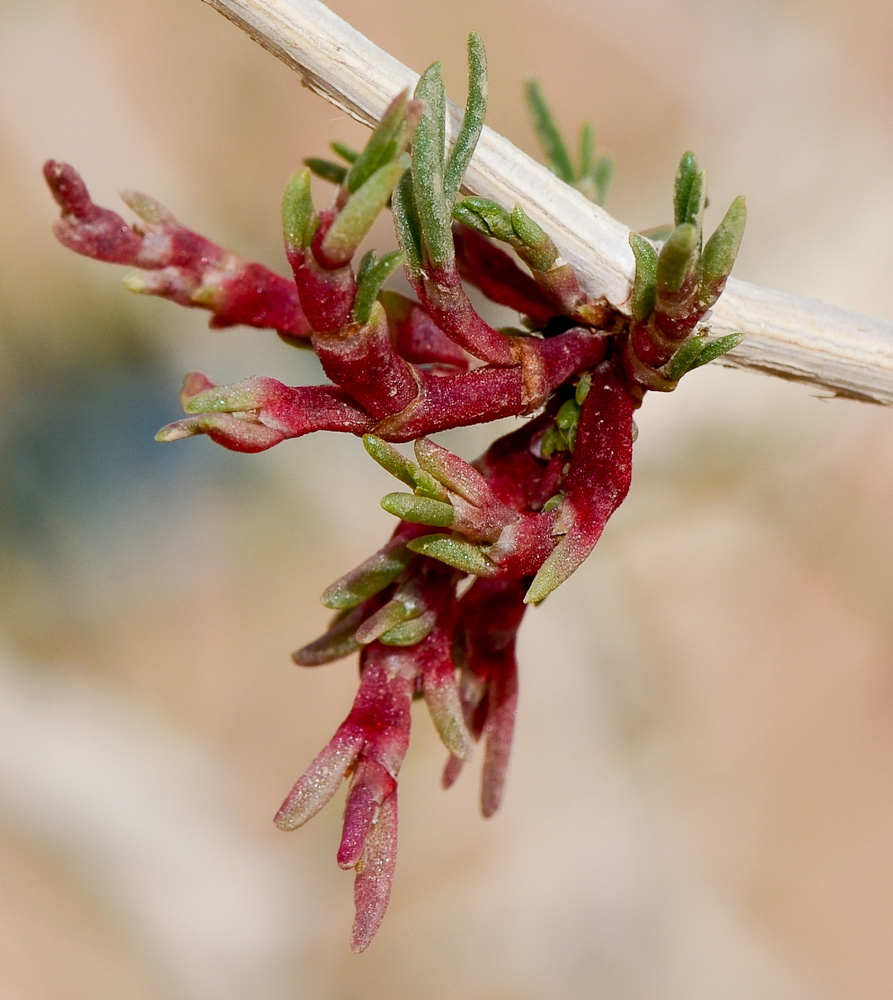 Image of Calligonum polygonoides specimen.