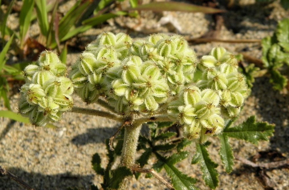 Image of Glehnia litoralis specimen.