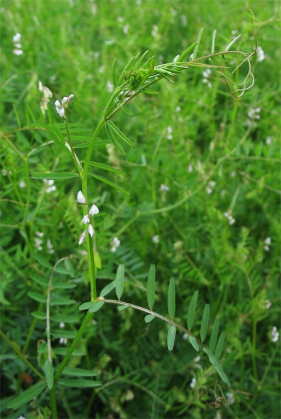 Image of Vicia hirsuta specimen.