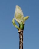 Magnolia liliiflora
