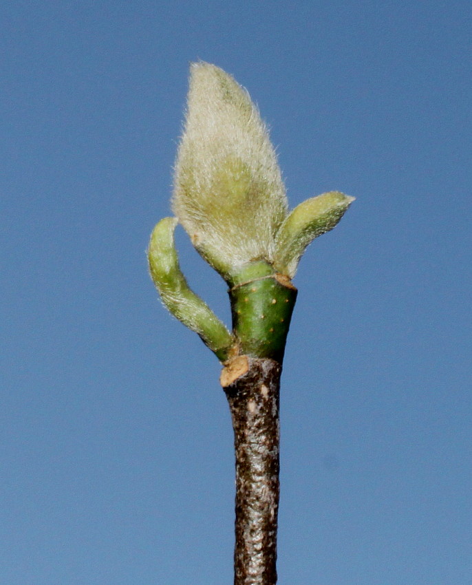 Image of Magnolia liliiflora specimen.