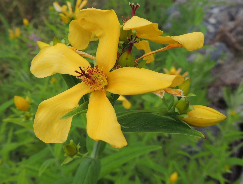 Image of Hypericum ascyron specimen.