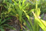 Crinum asiaticum. Цветущие и плодоносящие растения не береговом уступе. Таиланд, провинция Краби, о. Пхи-Пхи, бухта Майя Бэй. 18.12.2013.