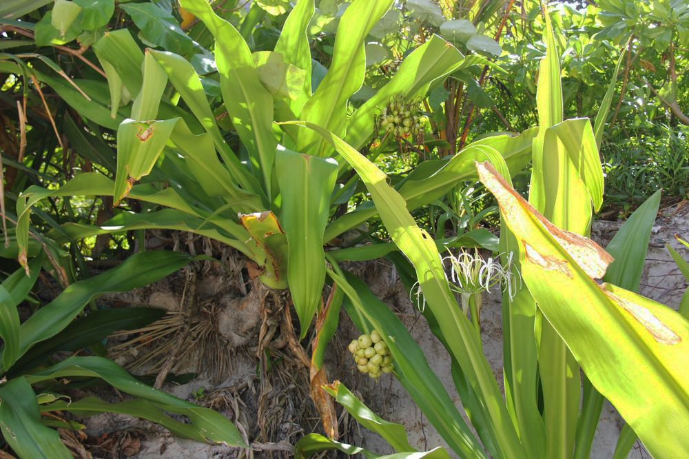 Image of Crinum asiaticum specimen.