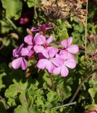 Pelargonium hortorum