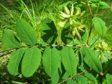 Astragalus glycyphyllos