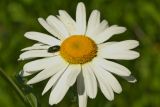 Leucanthemum vulgare