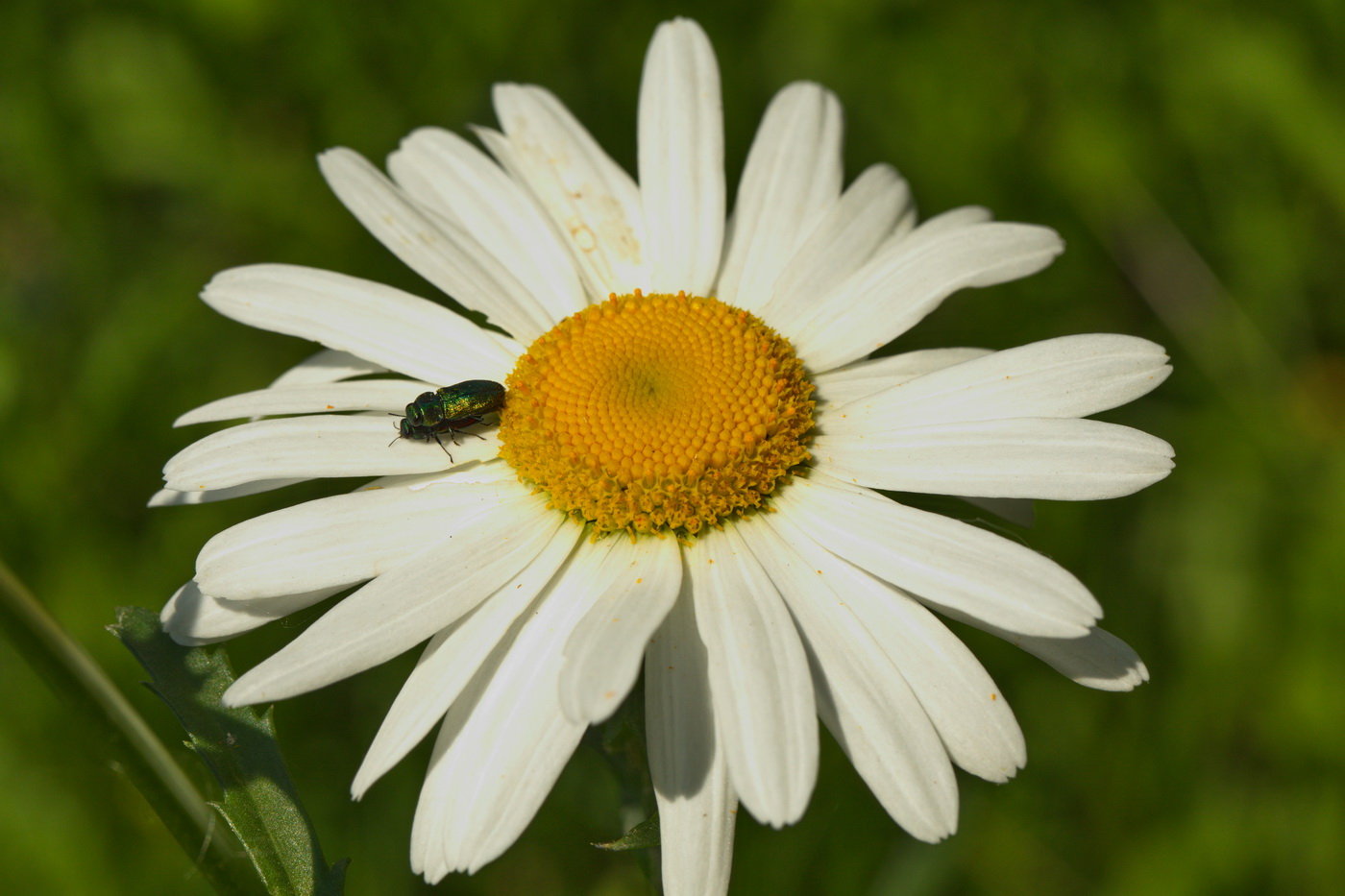 Изображение особи Leucanthemum vulgare.