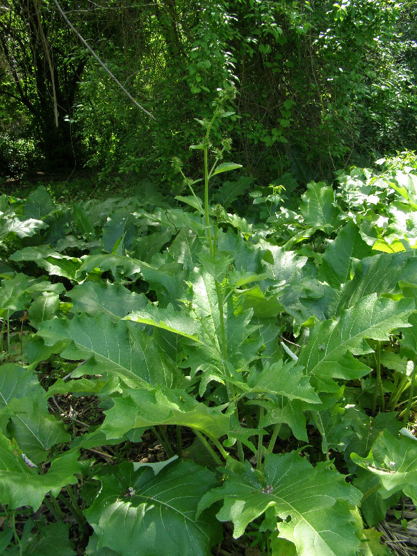 Изображение особи Cousinia pseudarctium.