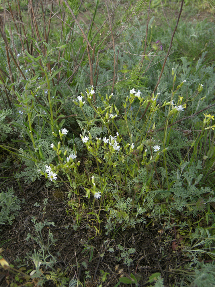 Изображение особи Dichodon viscidum.