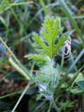 Erodium cicutarium. лист в нижней части стебля. Крым, Симферополь, Петровские скалы 18.06.2014.