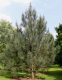 Pinus coulteri