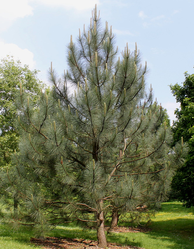 Image of Pinus coulteri specimen.