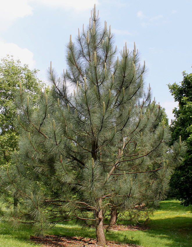 Изображение особи Pinus coulteri.