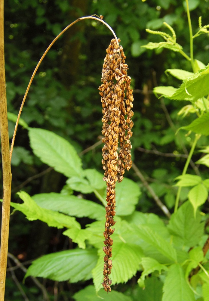 Image of Aruncus sylvestris specimen.