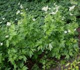 род Anemone