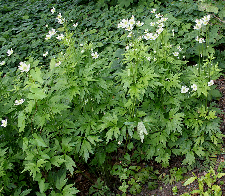 Image of genus Anemone specimen.
