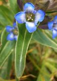 Gentiana cruciata