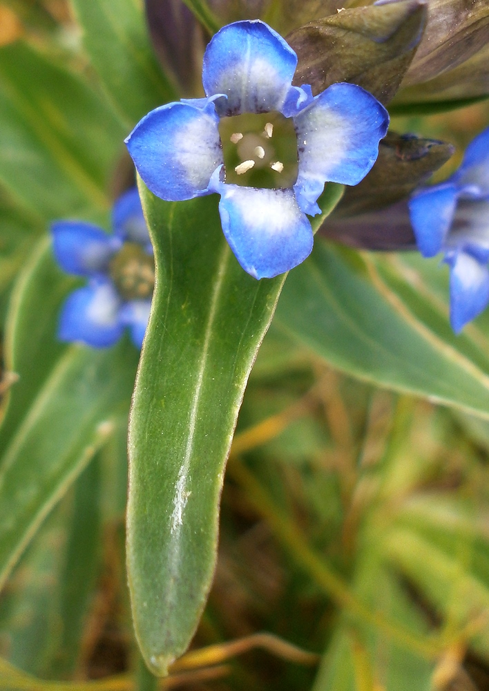 Image of Gentiana cruciata specimen.