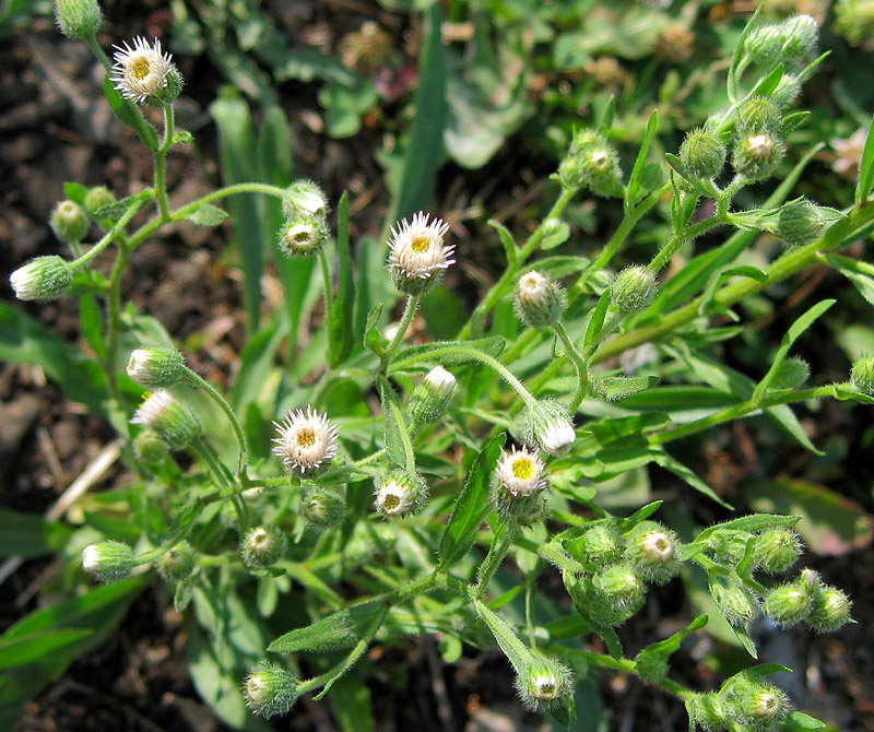 Image of Erigeron acris specimen.