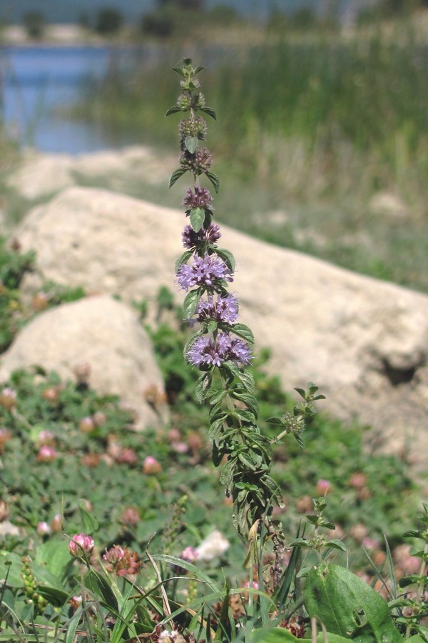 Изображение особи Mentha pulegium.