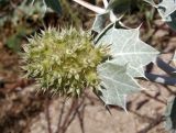 Eryngium maritimum. Соцветие. Украина, Запорожская обл., Бердянский р-н, г. Бердянск, Бердянская коса, прибрежная зона. 01.08.2014.