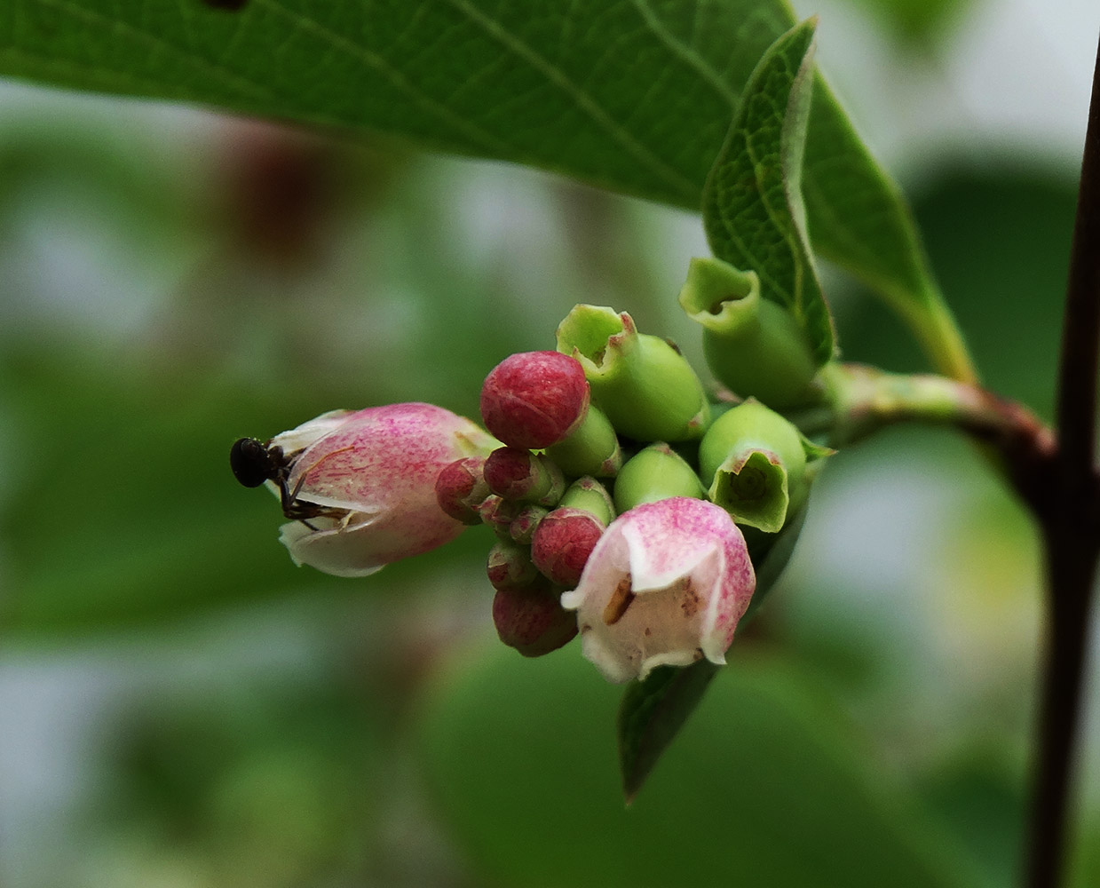 Image of Symphoricarpos albus var. laevigatus specimen.