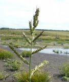 Echinochloa crus-galli