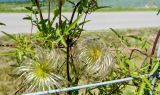 Clematis tangutica. Плоды. Польша, Мазовецкое воеводство, Прушковецкий повят, дер. Котовице, автостоянка на трассе А2, в культуре (изгородь автостоянки). 19.07.2014.