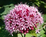 Clerodendrum bungei