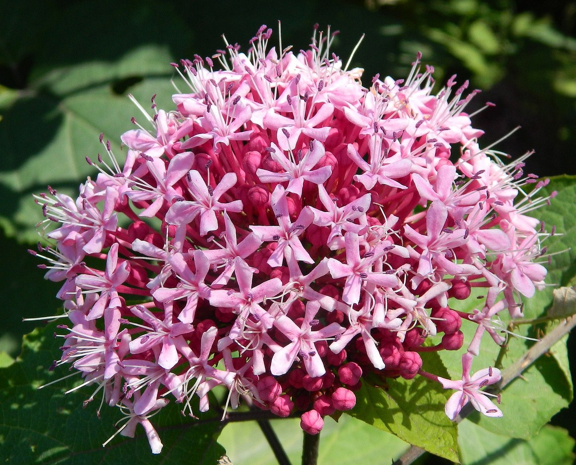 Изображение особи Clerodendrum bungei.