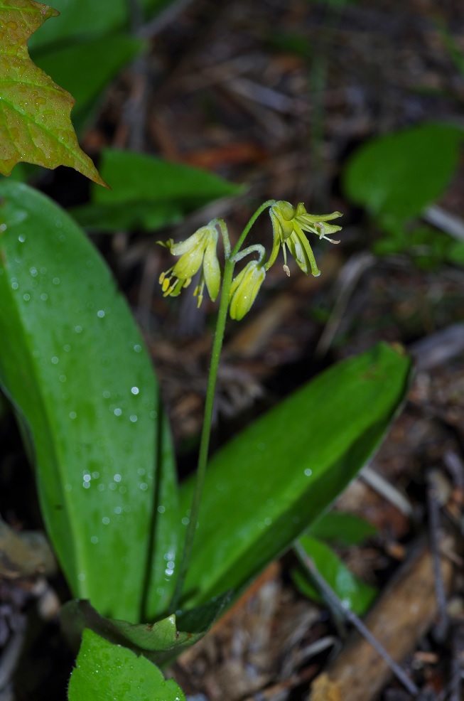 Image of Clintonia borealis specimen.