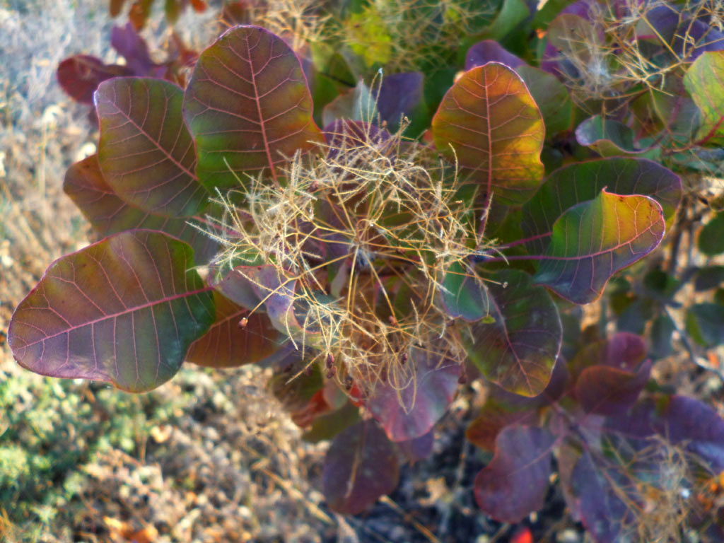Image of Cotinus coggygria specimen.