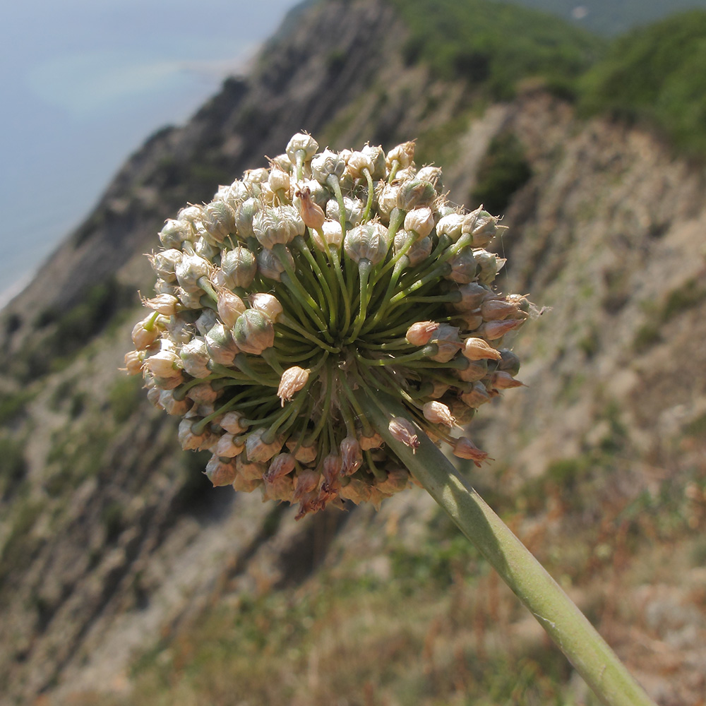 Изображение особи Allium atroviolaceum.