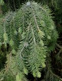 Picea breweriana