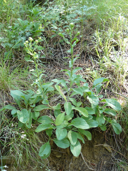 Image of Inula conyza specimen.