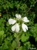 Melandrium latifolium