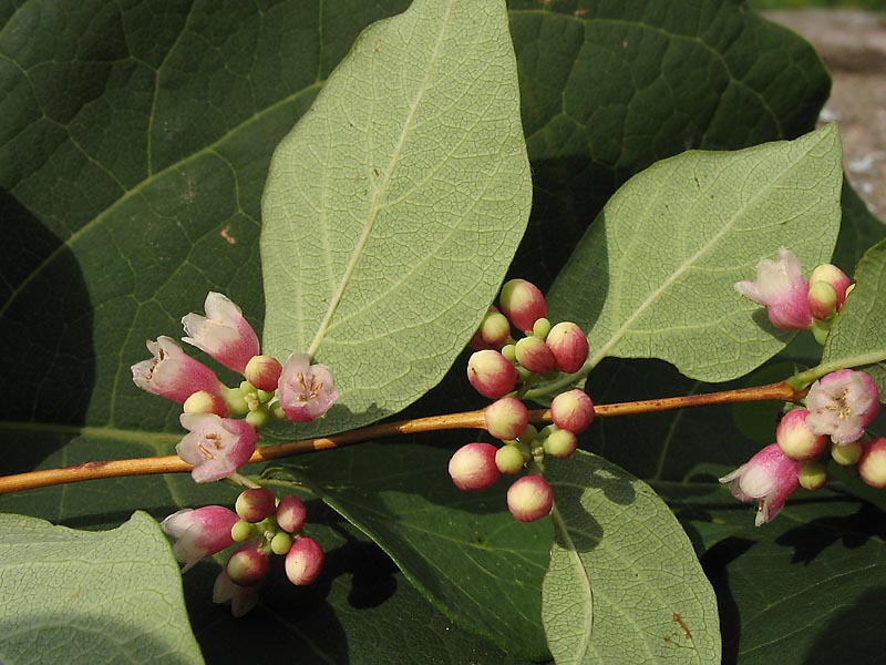 Image of Symphoricarpos albus var. laevigatus specimen.