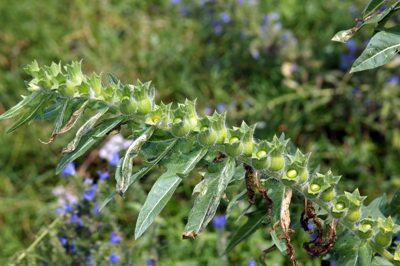 Изображение особи Hyoscyamus niger.