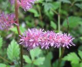 Astilbe &times; arendsii