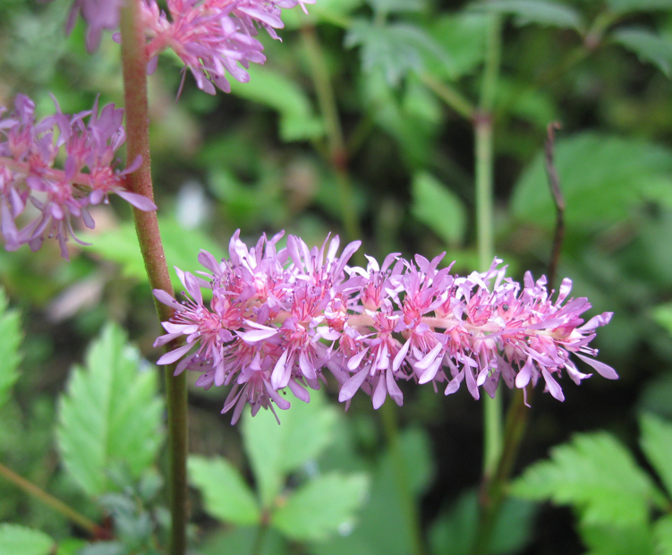 Image of Astilbe &times; rosea specimen.